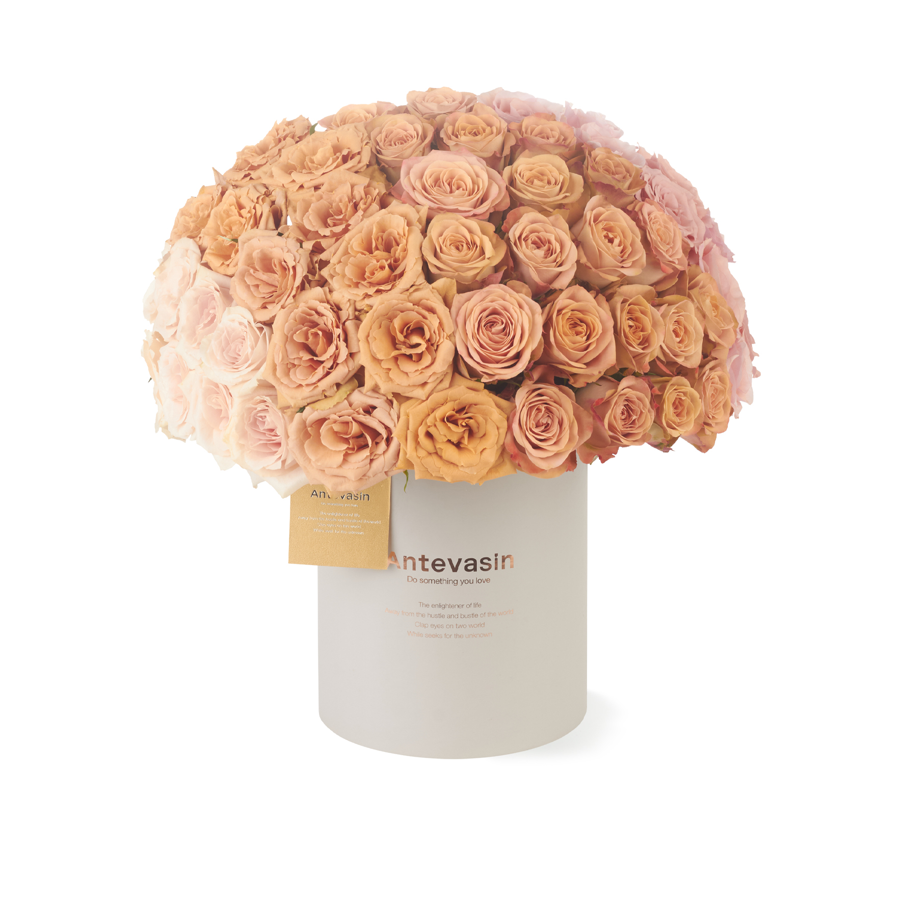 Antevasin流沙焦糖卡布