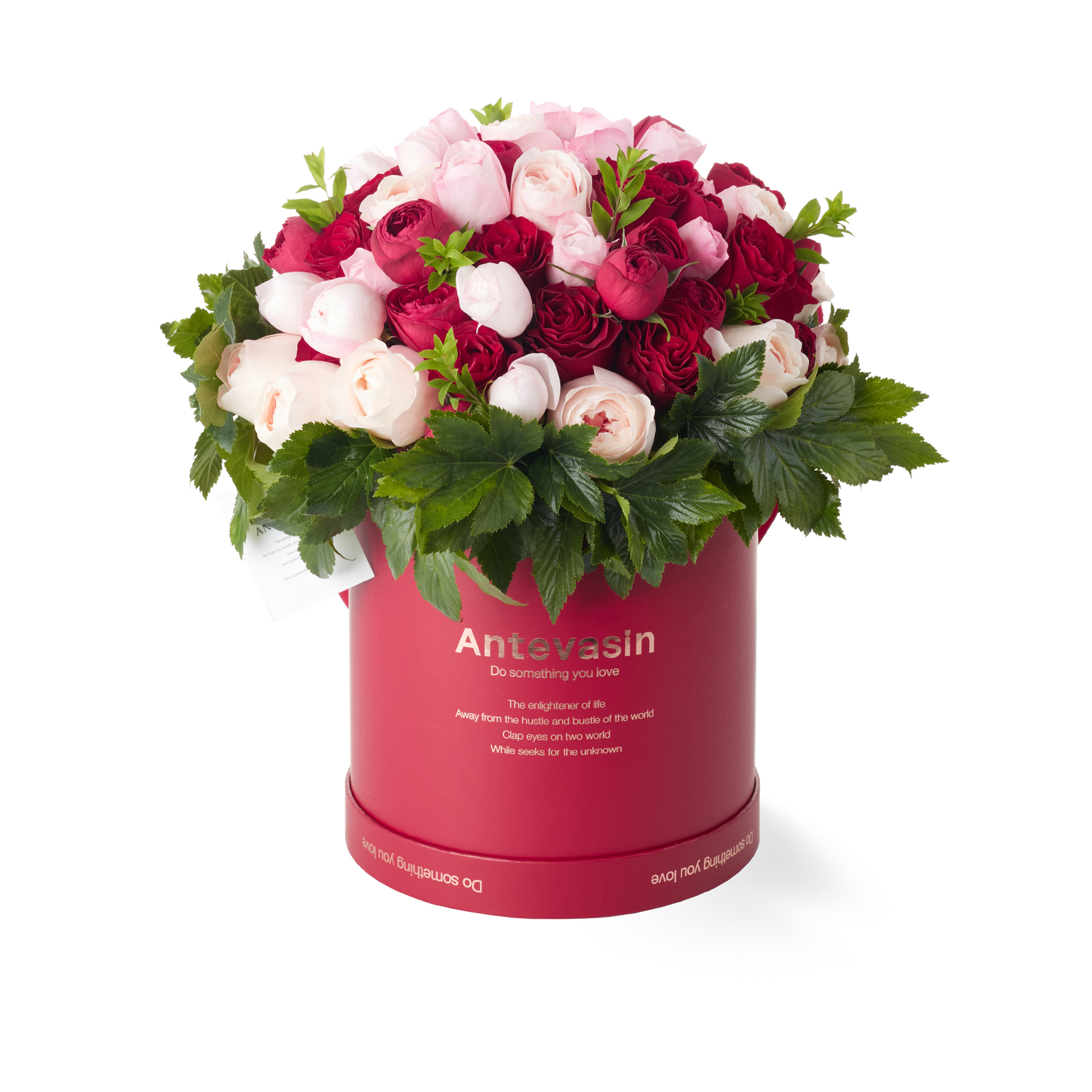 Antevasin以玫瑰之名